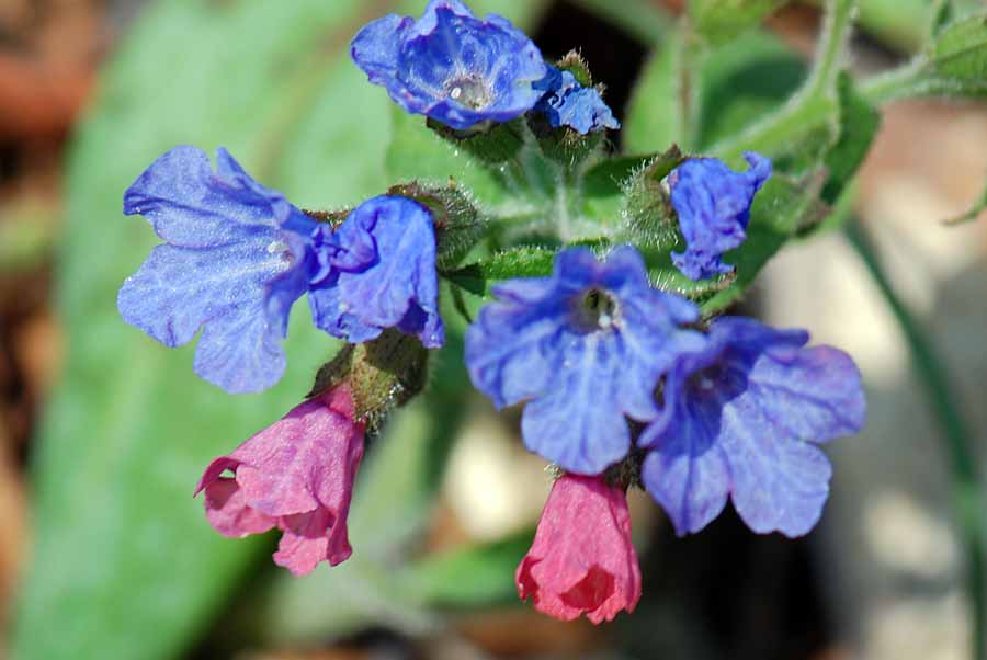 Pulmonaria sp.